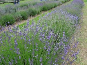 Lavande officinale