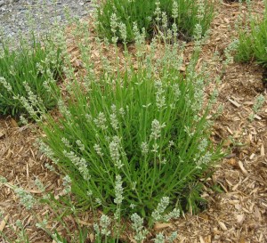 Une lavande toute spéciale.