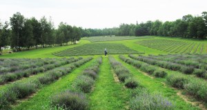Une balade chez Bleu Lavande